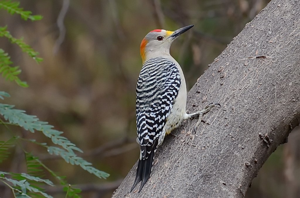 Woodpecker, Golden-fronted, 2013-01053003 National Butterfly Center, TX.JPG - Golden-fronted Woodpecker. National Butterfly Center, Mission, TX, 1-5-2013